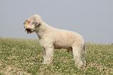 LAGOTTO 113